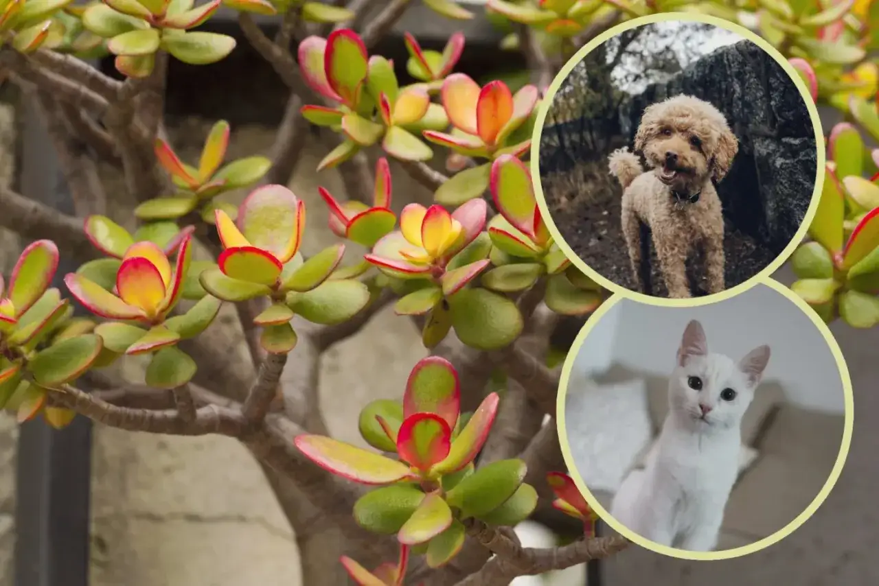 Czy drzewko szczęścia jest trujące? Wokół zielonych liści z czerwonymi brzegami, piesek i kotek patrzą z zaciekawieniem.