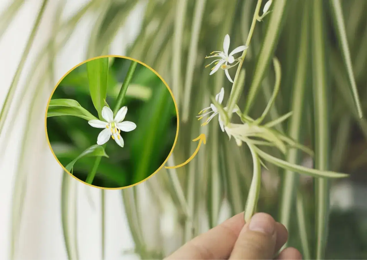 Jak kwitnie zielistka? Odkryj 5 błędów i zachęć ją do kwiatów!