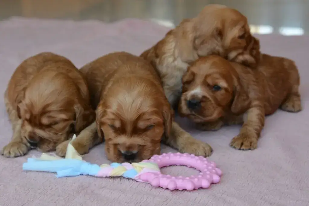 Kiedy szczeniaki zaczynają chodzić? Poznaj kluczowe etapy rozwoju