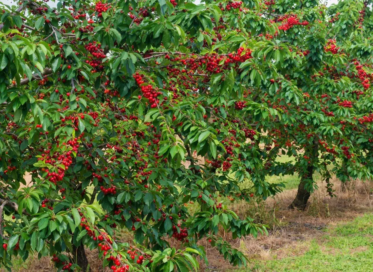 Przycinanie wiśni: Wizualny przewodnik. Obfite plony bez błędów!