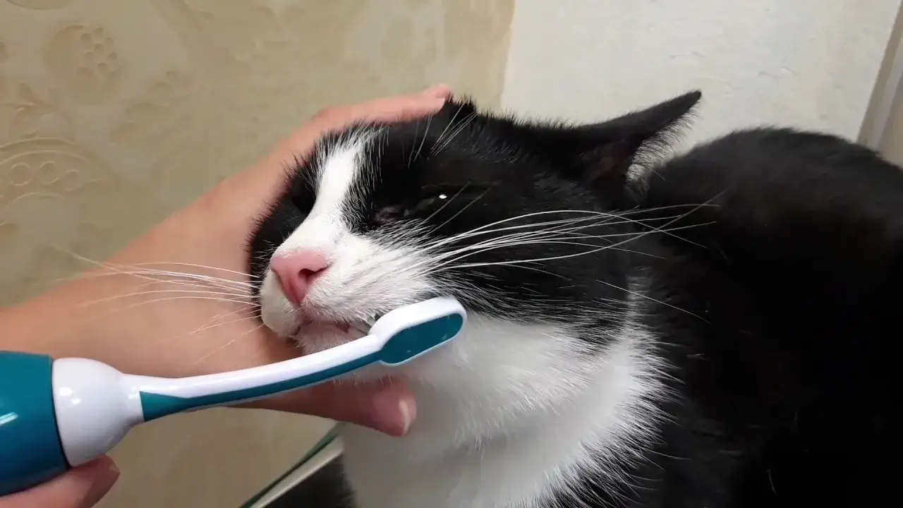 Jak czyścić kotu zęby: proste metody na zdrowe zęby i dziąsła