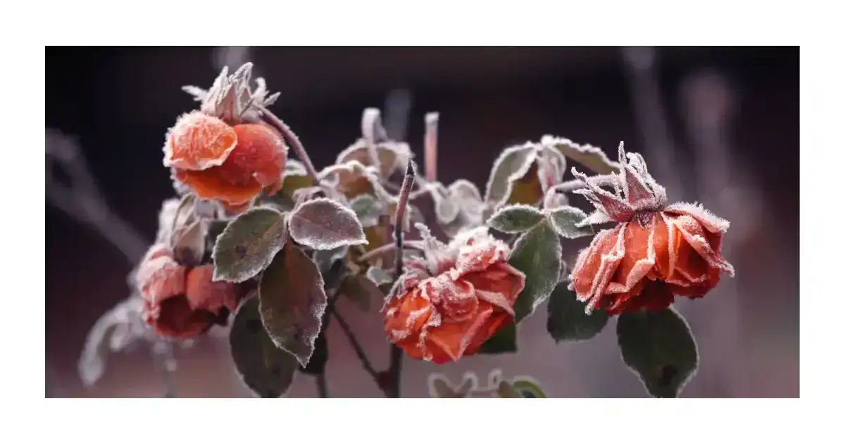 Kiedy odkryć róże na pniu po zimie, aby uniknąć ich uszkodzenia