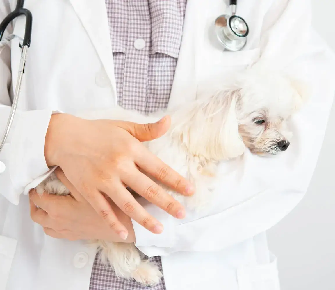 Hipoglikemia u psa objawy - jak je rozpoznać i co zrobić?