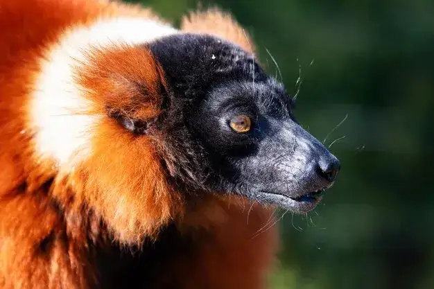 Czerwony lemur czym się żywi - zaskakujące fakty o jego diecie