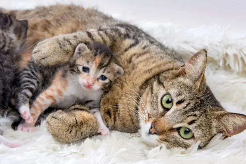 Czy kotka tęskni za kociętami? Odkryj prawdę o ich emocjach