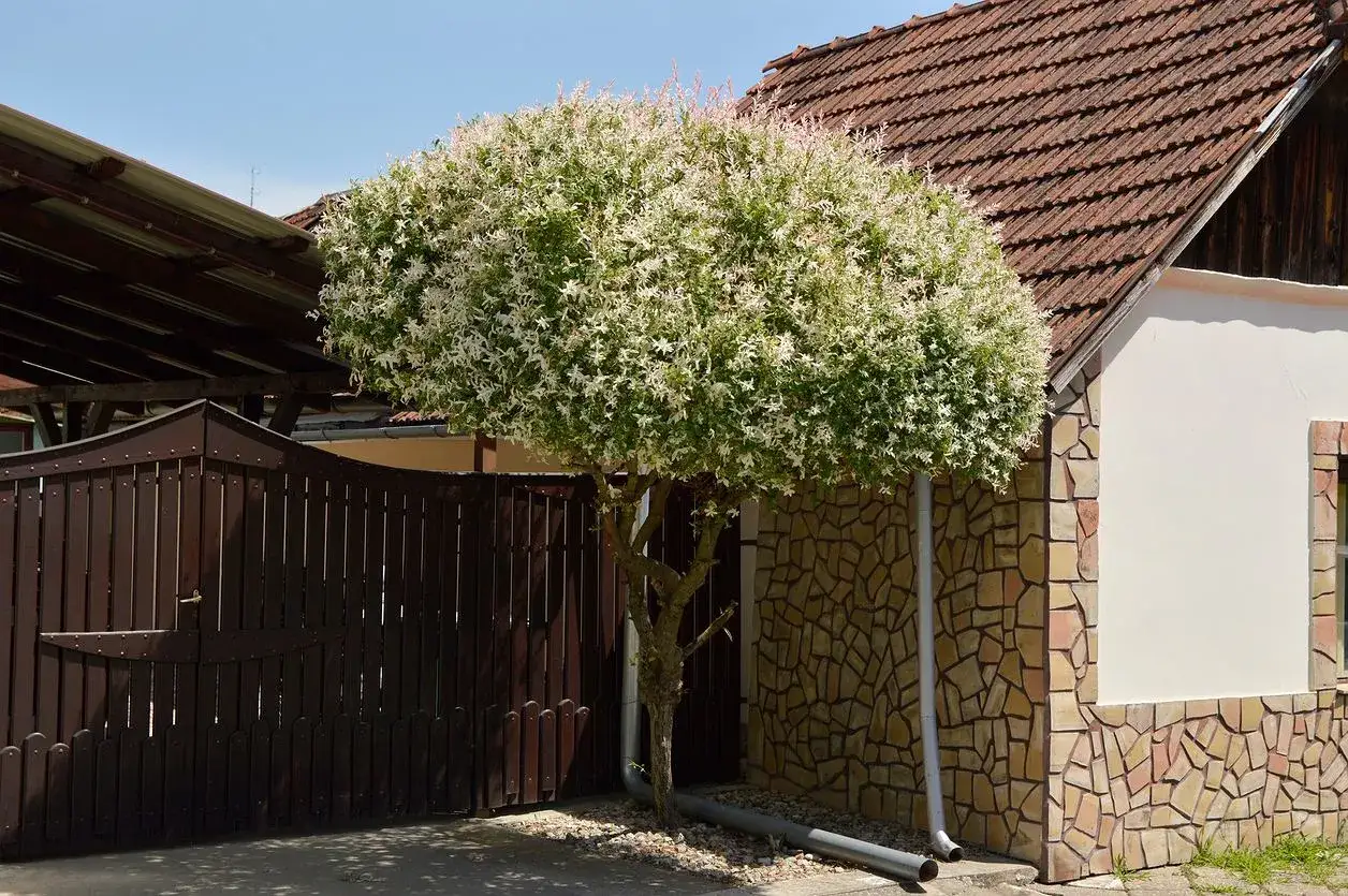 Wierzba: jak przycinać? Zadbaj o zdrowie i piękny pokrój!