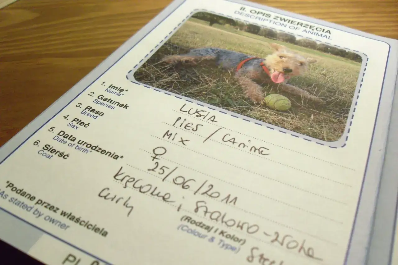 Pies rasy mix leżący na trawie obok piłki, na tle otwartej strony paszportu zwierzęcia.