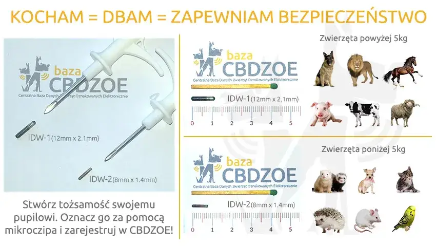 Ile kosztuje chip dla psa? Sprawdź ceny i ukryte koszty czipowania