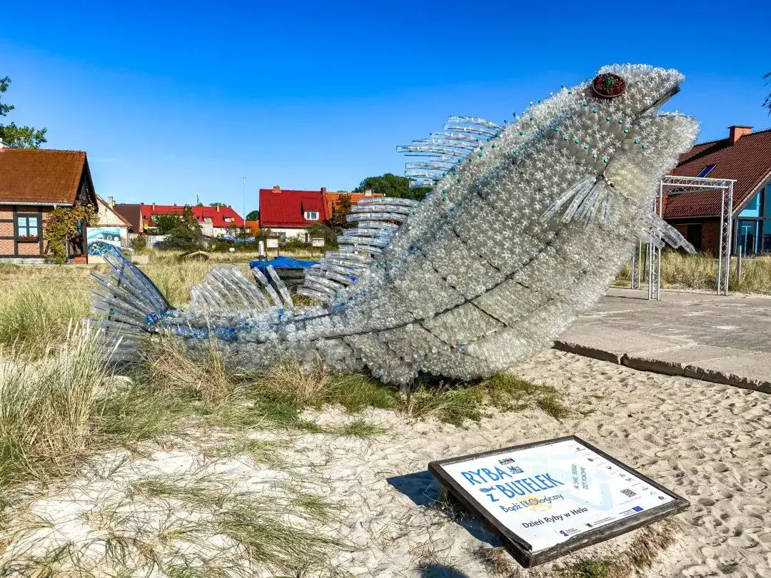 Co pływa w Bałtyku? Odkryj fascynujący świat ryb i stworzeń morskich