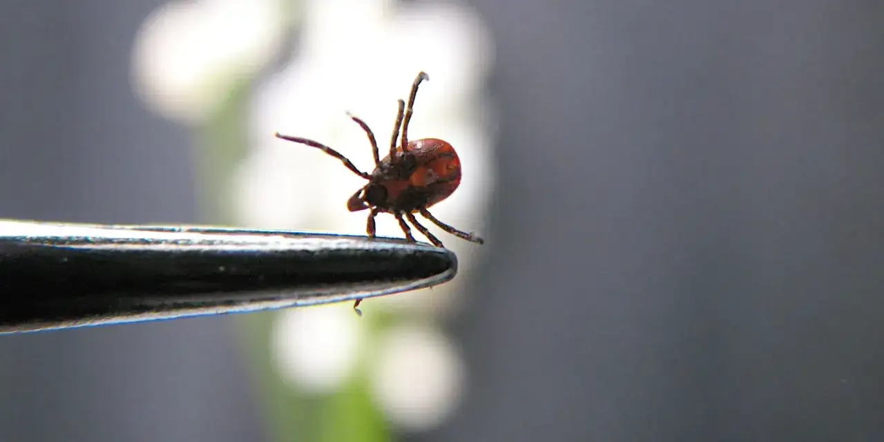 Kleszcz na pęsecie, gotowy do ataku. Nie, kleszcze nie latają, ale potrafią zaskoczyć.