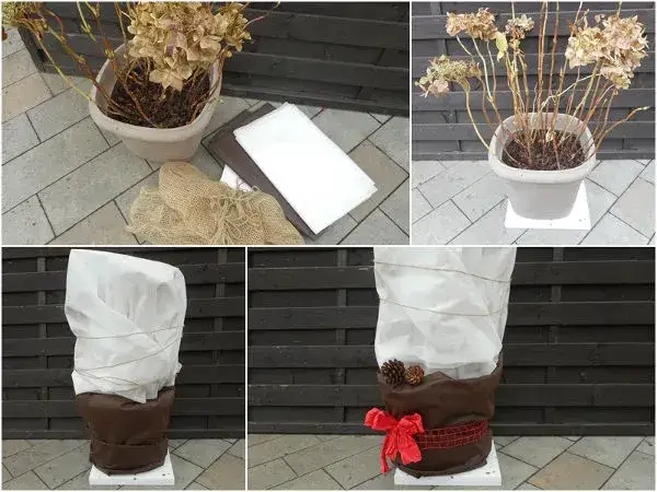 Jak przezimować hortensję ogrodową w donicy i uniknąć jej uszkodzenia