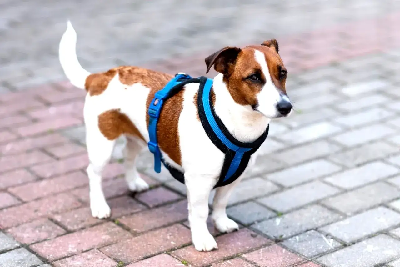 Jack Russell w niebieskich szelkach, gotowy na spacer. Proste wskazówki, jak założyć szelki dla psa, pomogą Ci szybko przygotować pupila.