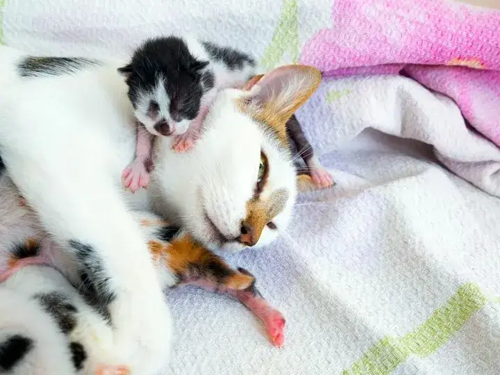 Ile kotka rodzi kociąt? Odkryj zaskakujące fakty i porady