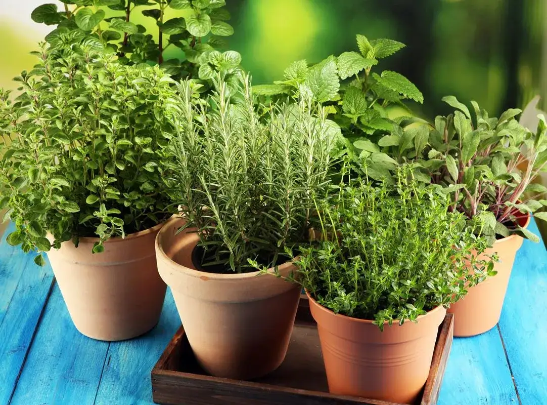 Jakie zioła do ogrodu wybrać, aby cieszyć się smakiem i zdrowiem?