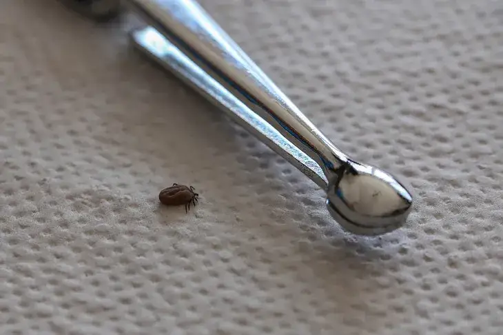 Czy urwany kleszcz żyje? Dowiedz się, czy to nadal zagrożenie