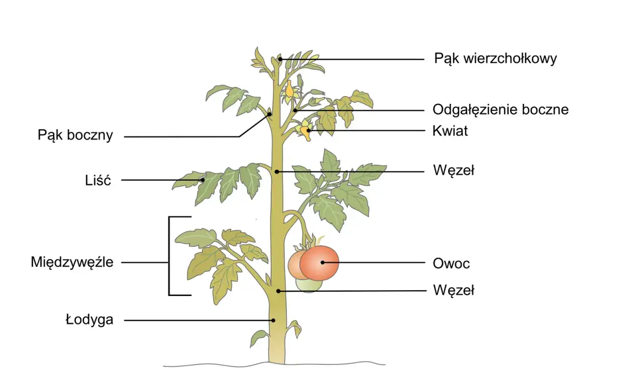 Schemat rośliny pomidora z zaznaczonymi częściami: pąk wierzchołkowy, pąk boczny, liść, międzywęźle, łodyga, odgałęzienie boczne, kwiat, owoc, węzeł. Ilustracja pokazuje sposób rozmnażania roślin.