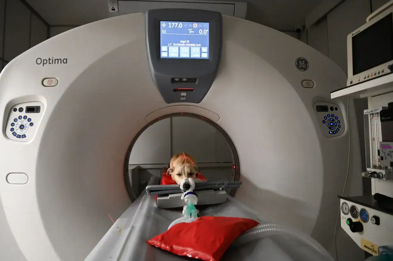 Rezonans magnetyczny dla psa: cena, przygotowanie rozwiej wątpliwości