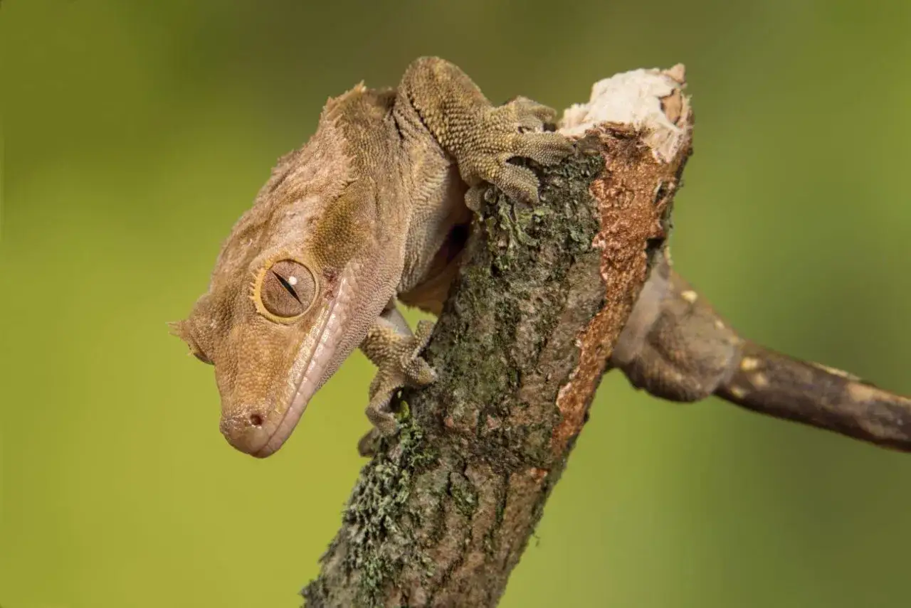 Czy gekon orzęsiony gryzie? Spokojnie, to łagodny gad!