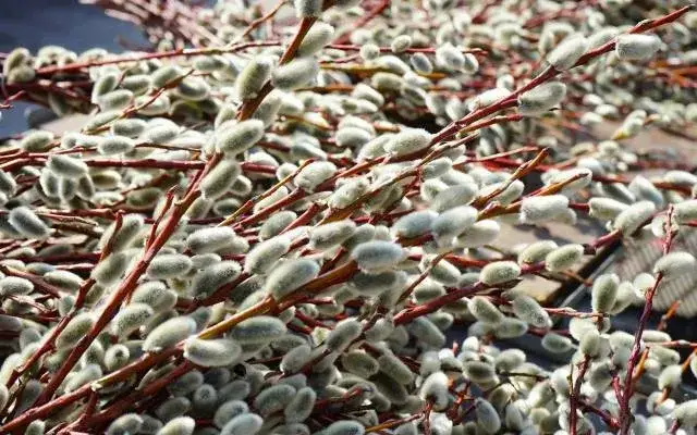 Na jakim drzewie rosną bazie kotki? Odkryj zaskakujące gatunki