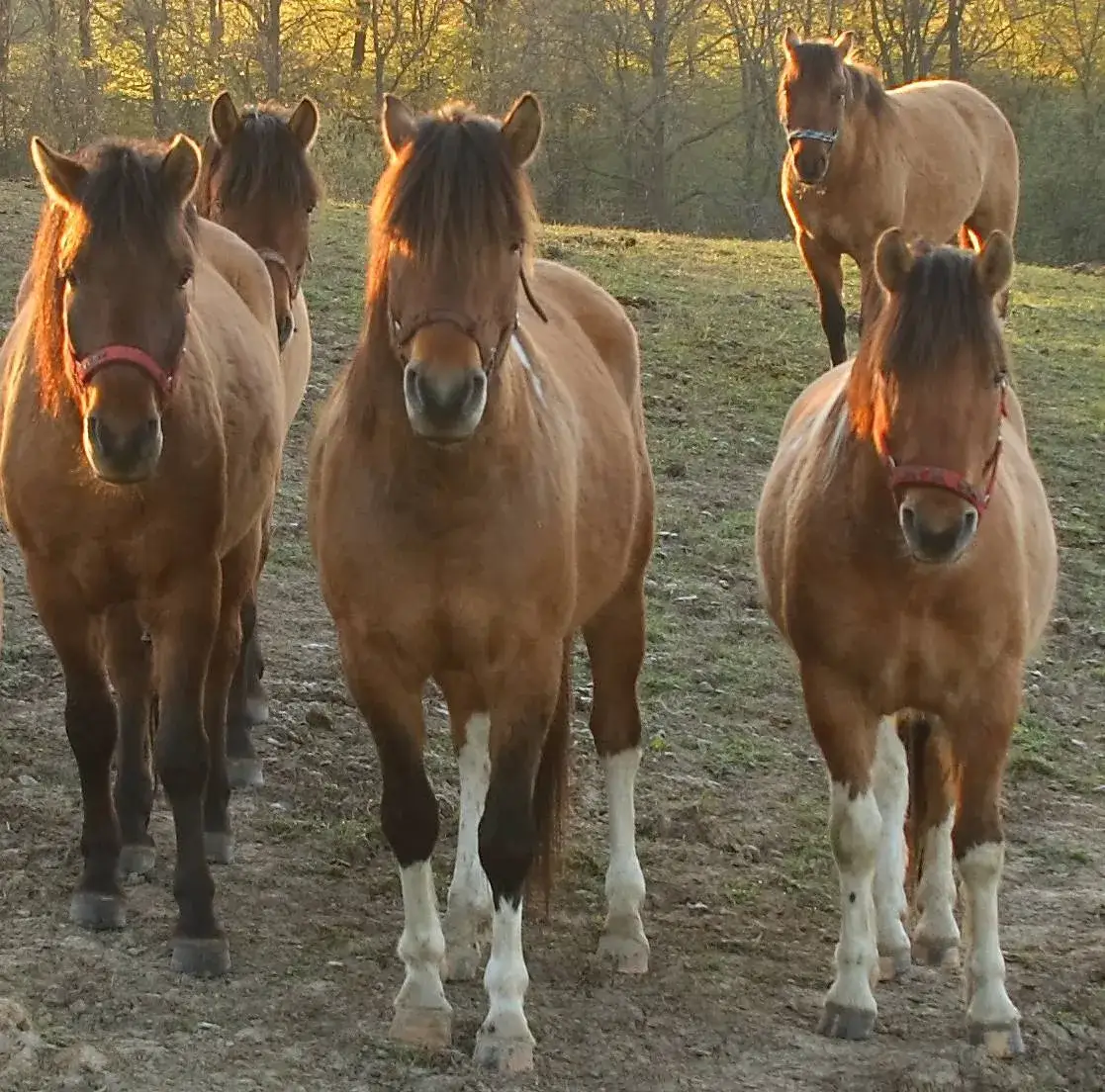 Nielepice stadnina – wyjątkowe doświadczenia z końmi huculskimi