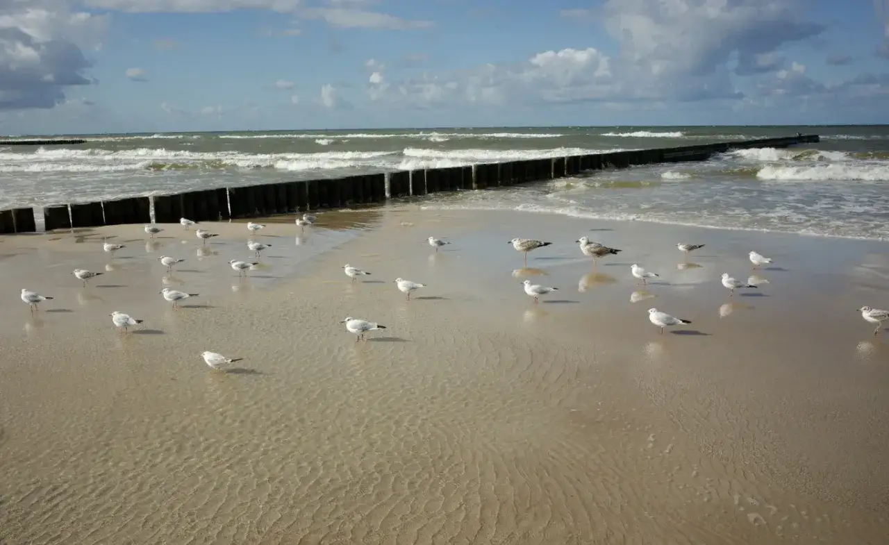 Nad Bałtykiem, gdzie fale rozbijają się o brzeg, mewy spacerują po mokrym piasku. Czy nad każdym morzem jest jod? Tu na pewno!