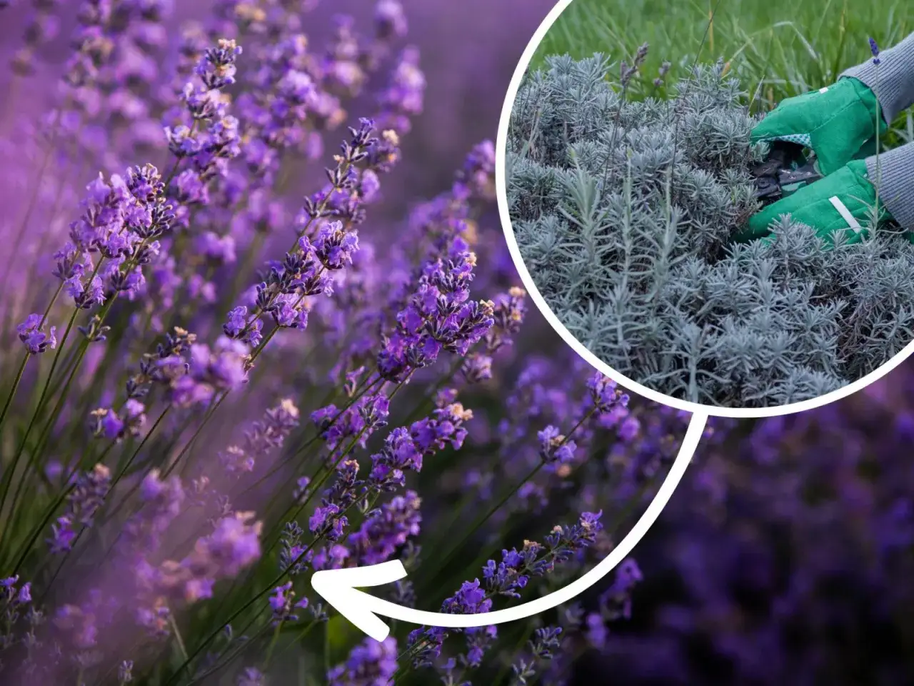 Cięcie lawendy po zimie: jak to zrobić, by pięknie kwitła?