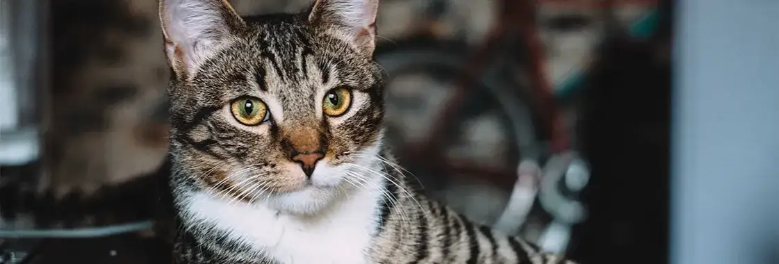 Czy koty mogą jeść oliwki? Sprawdź, co musisz wiedzieć o bezpieczeństwie