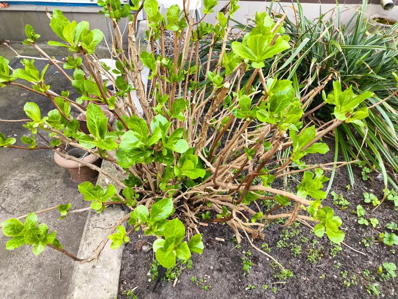 Młoda hortensja z zielonymi liśćmi, gotowa do posadzenia. Dowiedz się, jak zakwasić ziemię pod hortensje, by pięknie rosły.