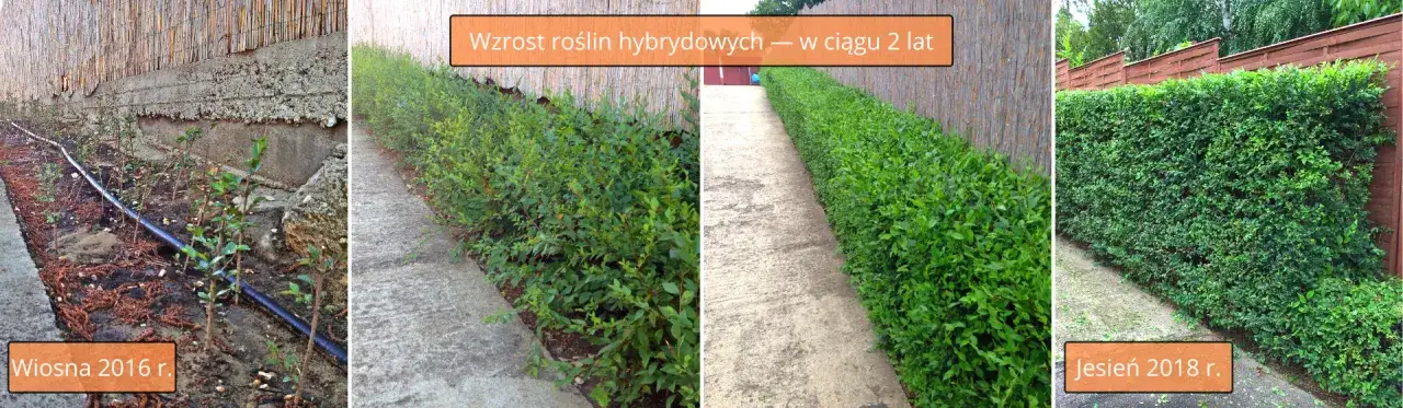 Jaką odległość zachować przy sadzeniu ligustra od płotu?