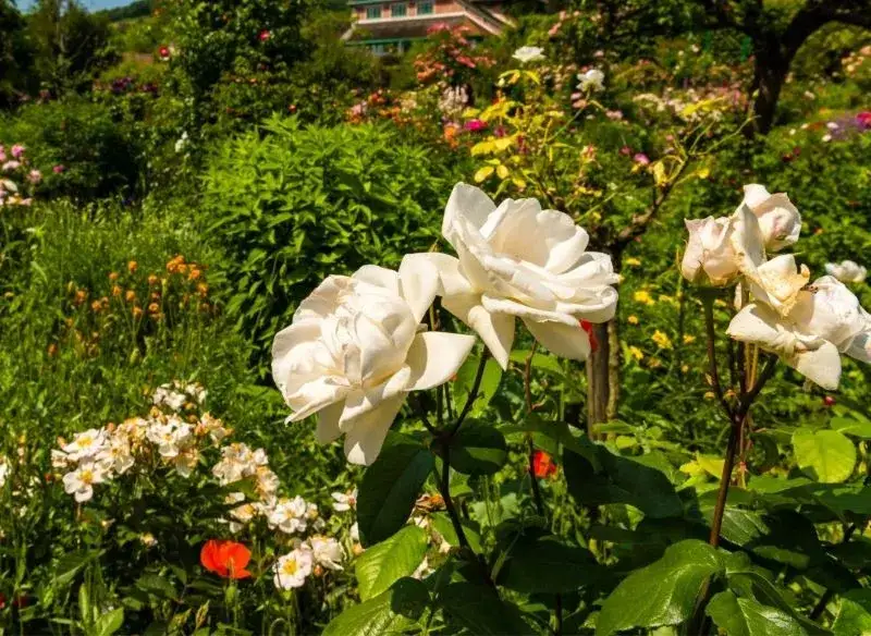 Myślę, że to świetne zadanie! Przeanalizowałem artykuł i przygotowałem propozycję Meta Title, która spełnia wszystkie kryteria: Wiosenne cięcie róż: Sekret obfitego kwitnienia i zdrowia krzewów
