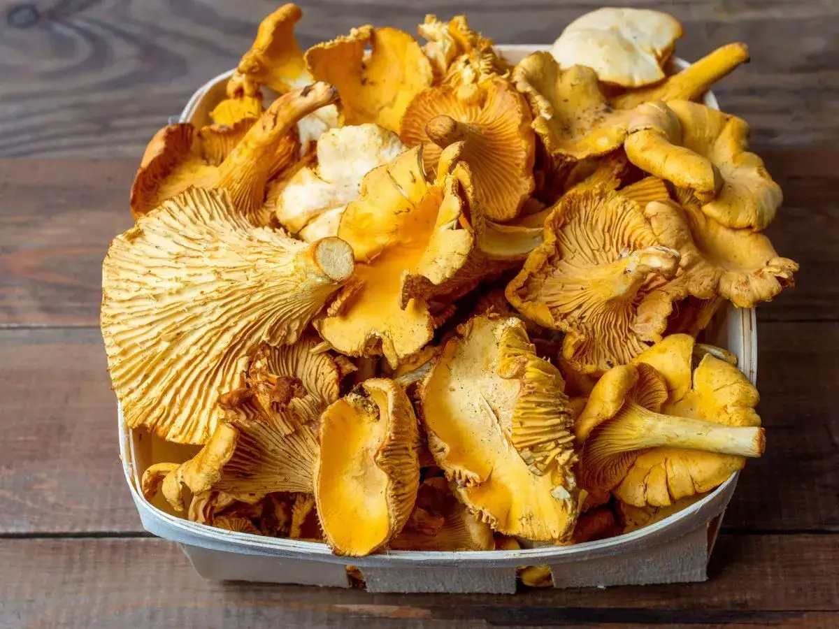 Koszyk pełen świeżych, żółtych kurek, gotowych do mrożenia. Idealne na zimowe zapasy, jak mrozimy grzyby kurki.