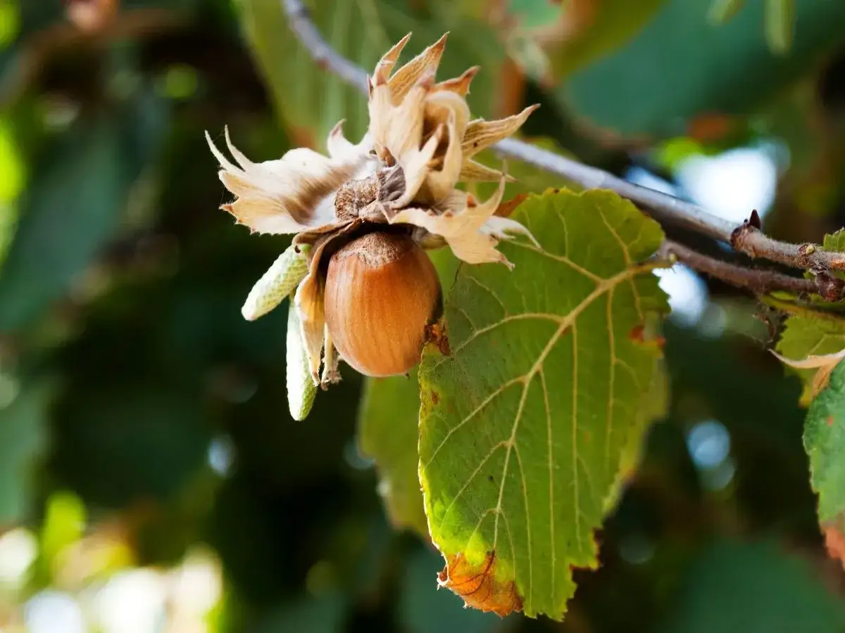 Przycinanie leszczyny: Kompletny poradnik dla obfitych plonów