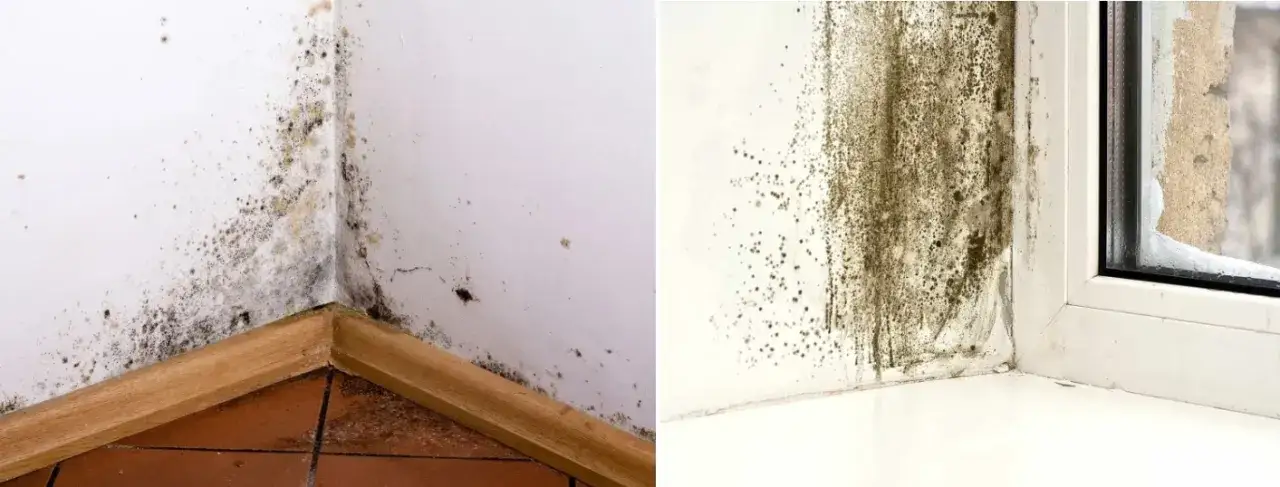 Jak napisać pismo do spółdzielni mieszkaniowej w sprawie grzyba skutecznie?