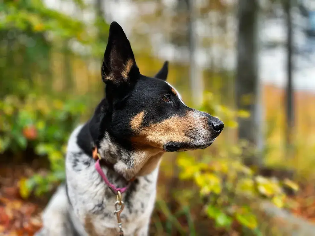 Pies bez smyczy? Art. 77 KW i kary. Wszystko, co musisz wiedzieć