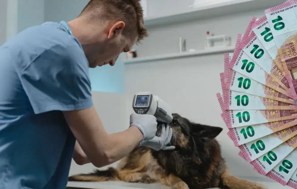 Ile kosztuje przeswietlenie u weterynarza? Sprawdź ceny w Polsce