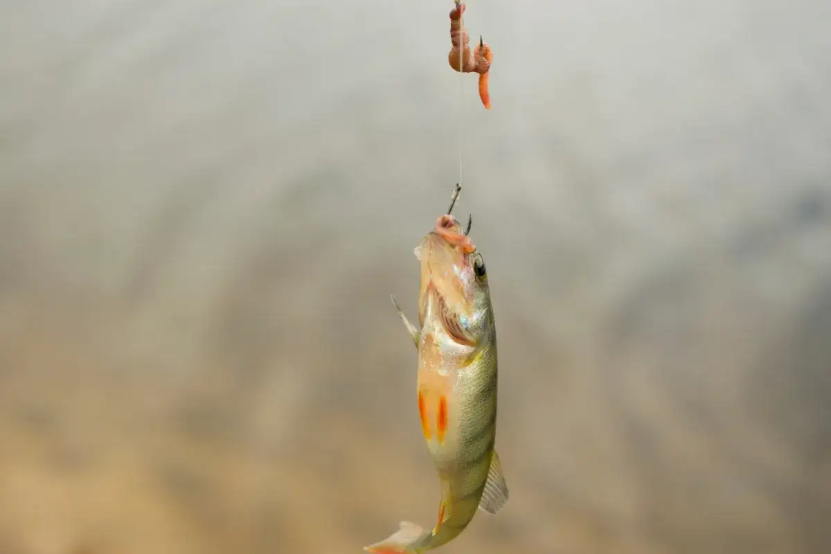 Oto dowód, jakie ryby biorą na białe robaki: okoń złapany na haczyku z przynętą.