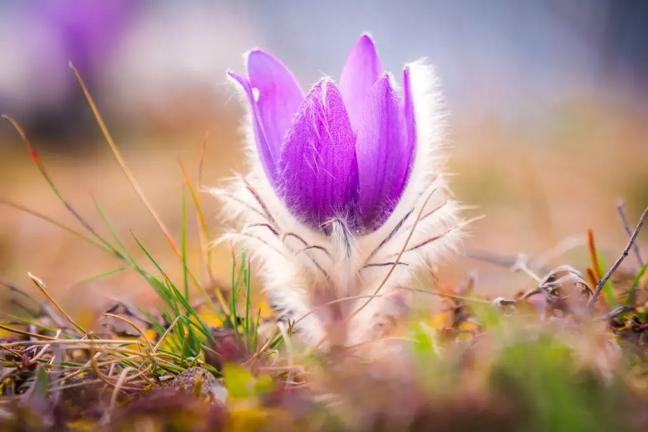 Sasanka: Kiedy kwitnie? Poznaj tajniki bujnego ogrodu!