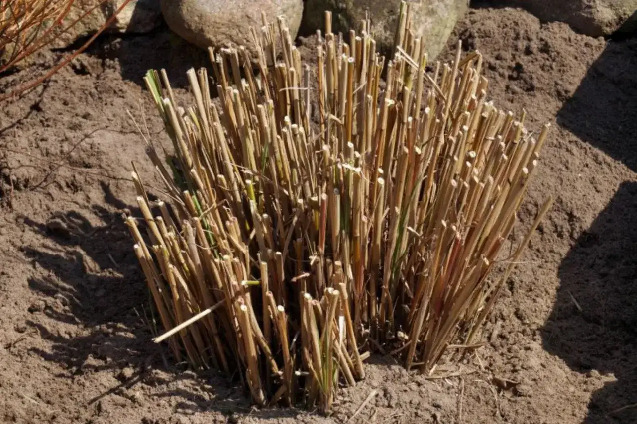 Przycięte trawy ozdobne czekają na wiosenny wzrost. Dowiedz się, jak przycinać trawy ozdobne, by pięknie rosły.