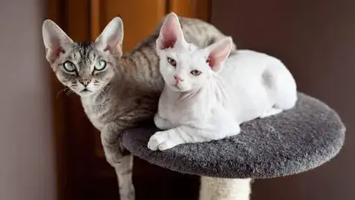 Waga kotów rasy Devon Rex – co musisz wiedzieć o ich rozmiarze?