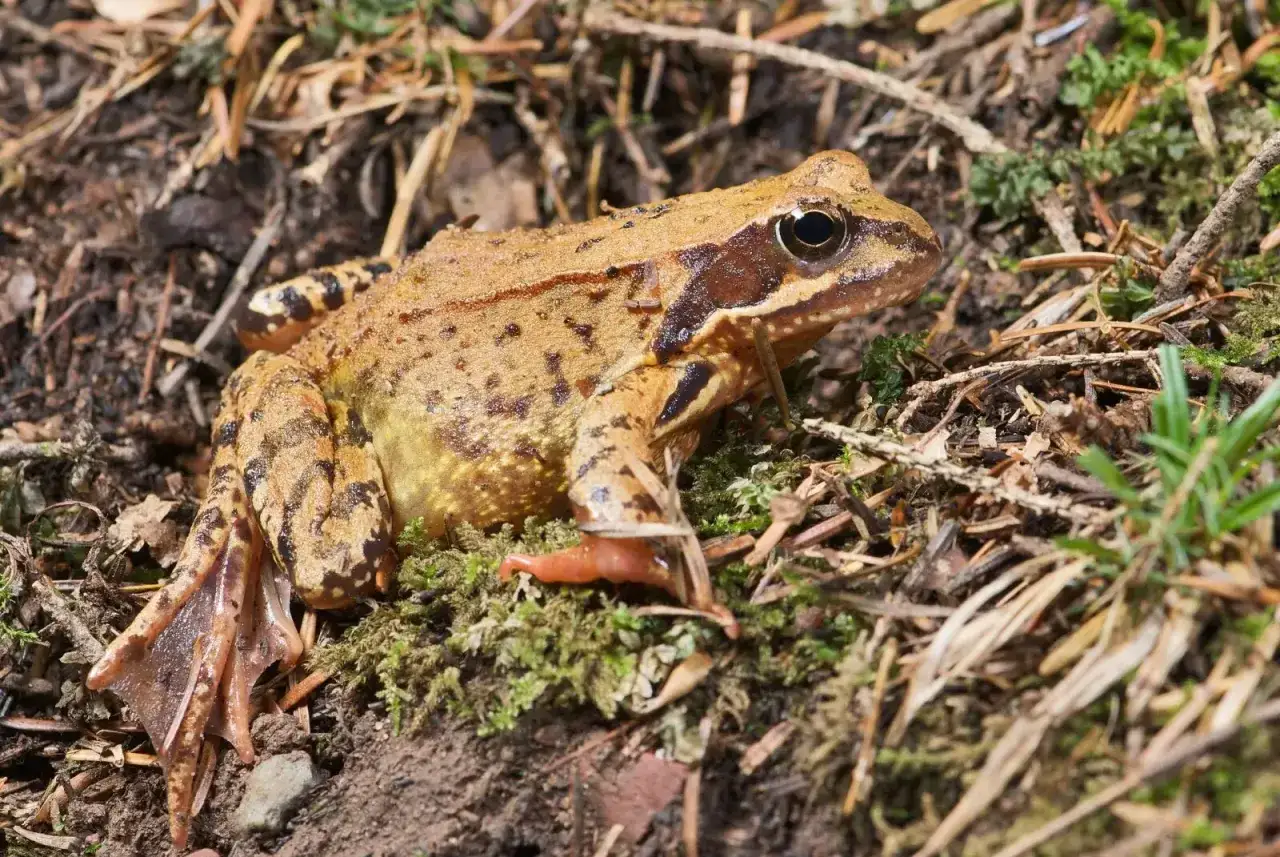 Czym się żywi żaba trawna? Zaskakujące fakty o jej diecie
