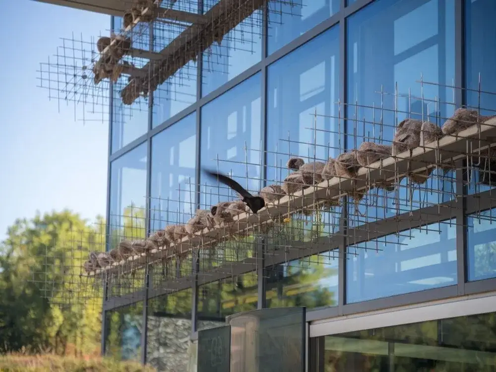 Jak pozbyć się jaskółek z elewacji i chronić swoje mienie