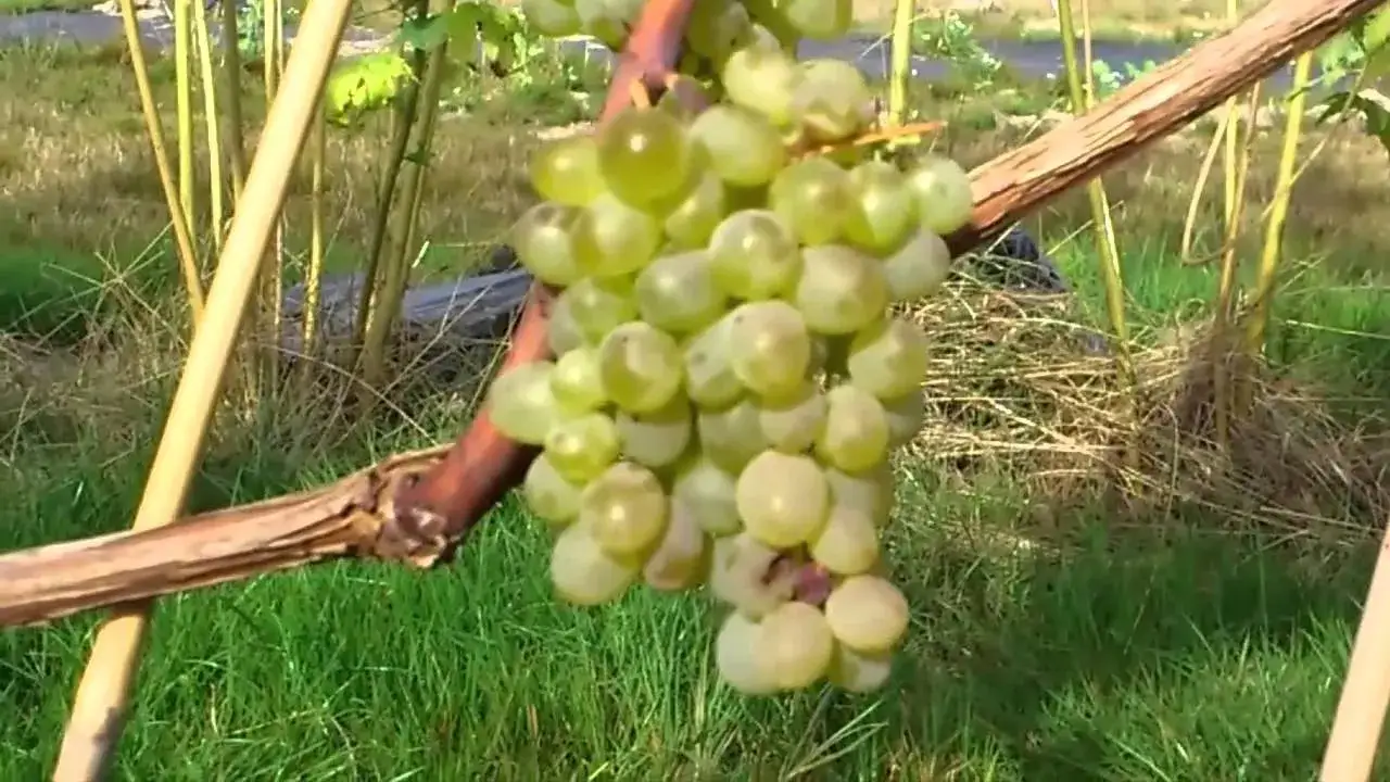 Jak rozmnażają się winogrona bezpestkowe - skuteczne metody i porady