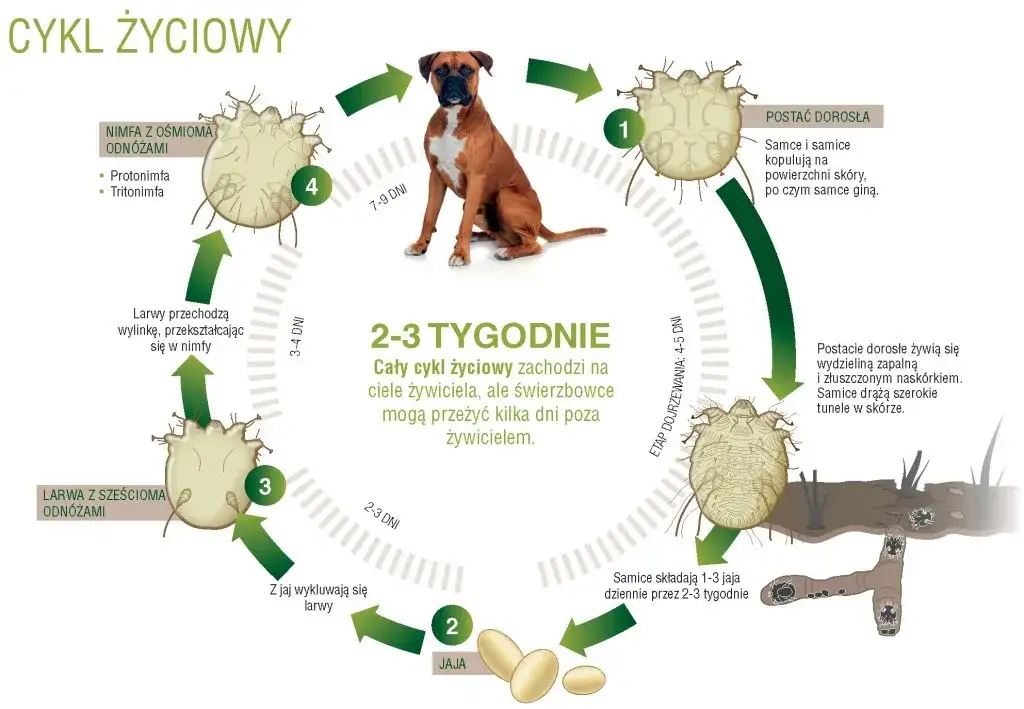 Czy świerzb u psa jest zaraźliwy dla ludzi? Objawy i zagrożenia