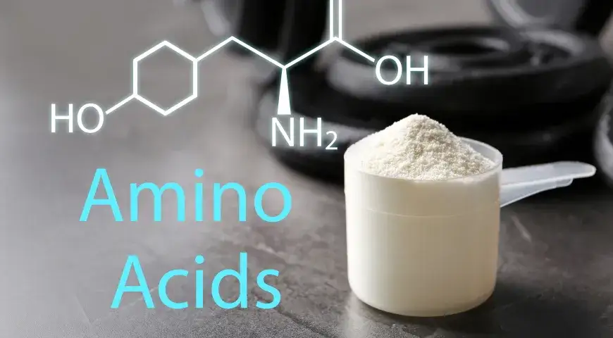 Podział aminokwasów i ich rola w organizmie człowieka - odkryj gamę funkcji