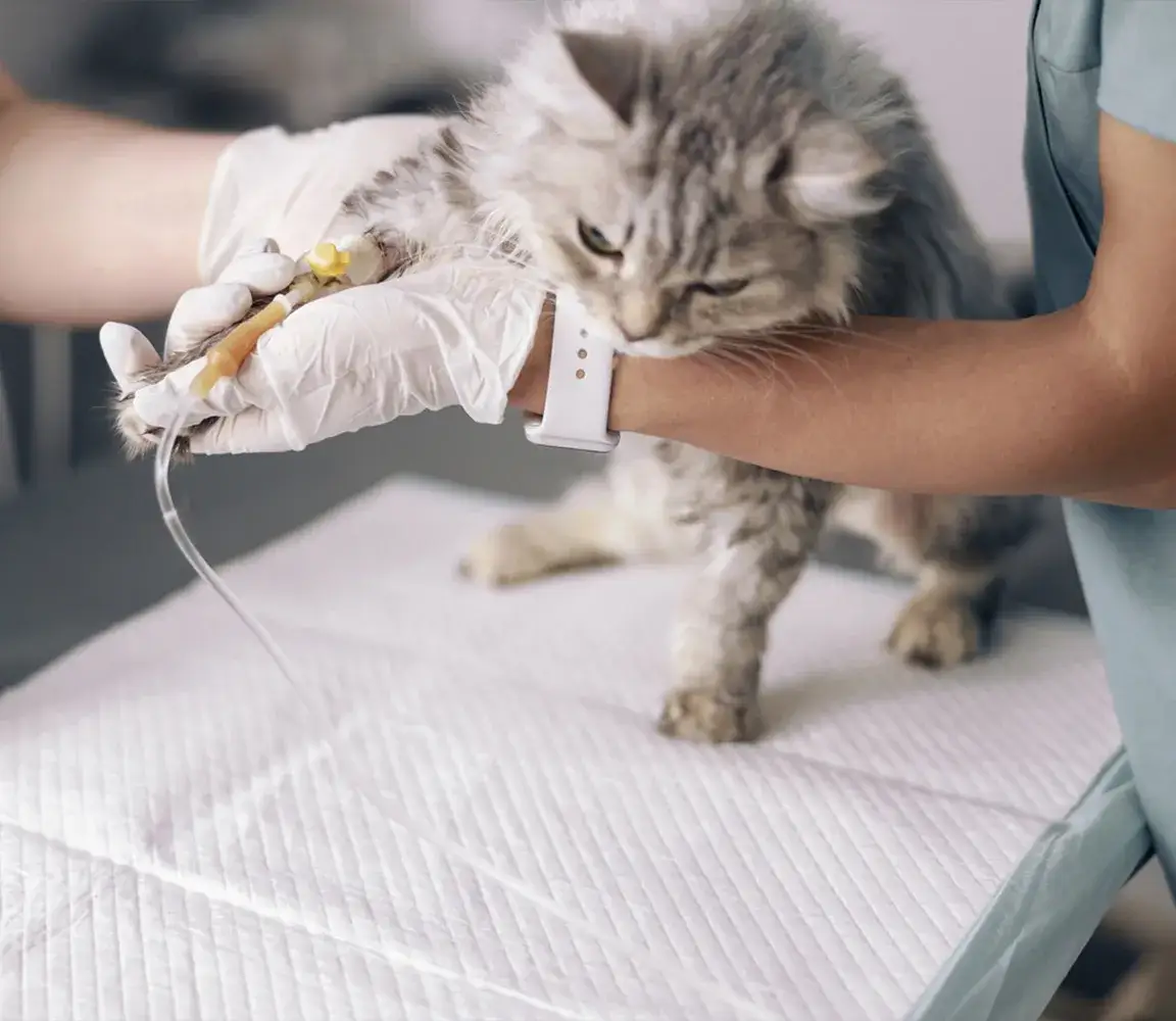 Ile trwa sterylizacja kotki? Sprawdź czas operacji i przygotowań