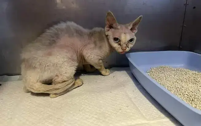 Devon Rex w schronisku: jak pomóc kotom w potrzebie?