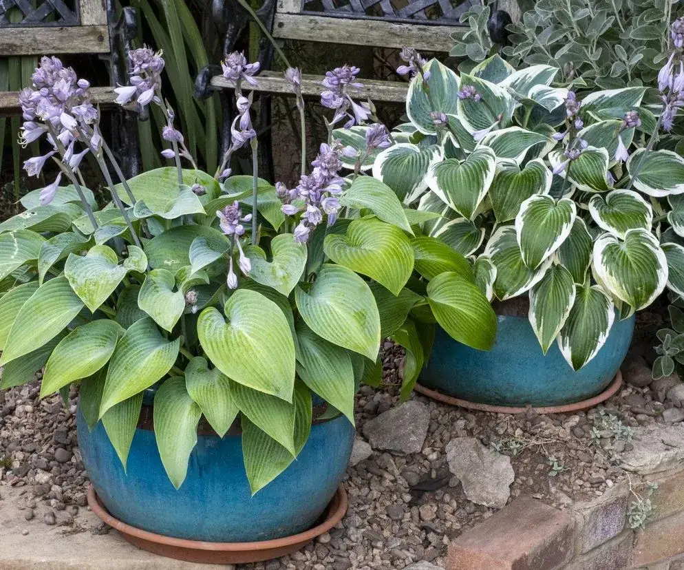 Cień to atut! Rośliny cieniolubne do ogrodu, na balkon i do domu