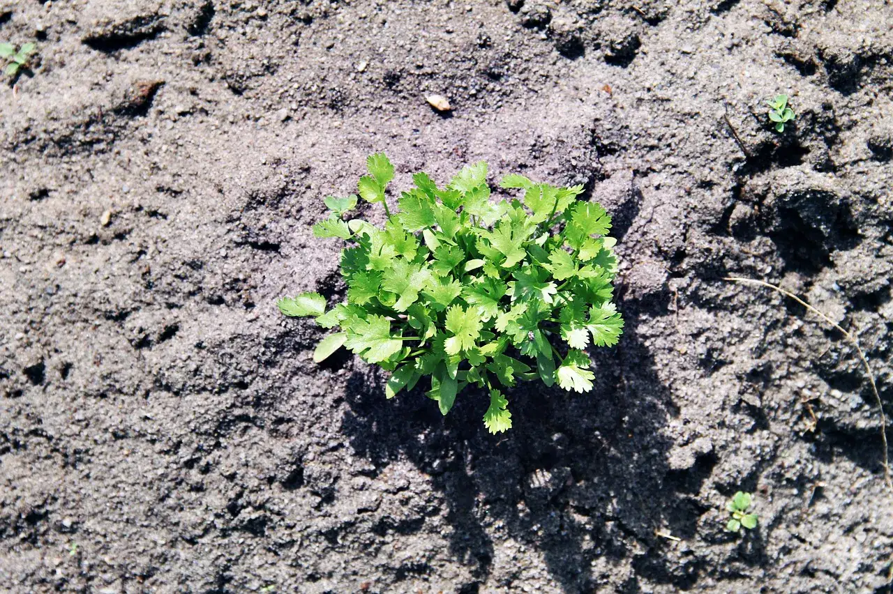 Młoda, zielona kolendra rosnąca na ziemi.