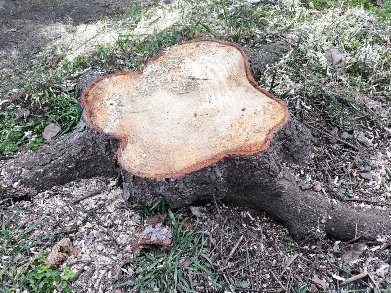 Świeżo ścięty pień drzewa z widocznymi słojami i korzeniami. Wokół trociny i trawa. Zastanawiasz się, jak usunąć pień drzewa?