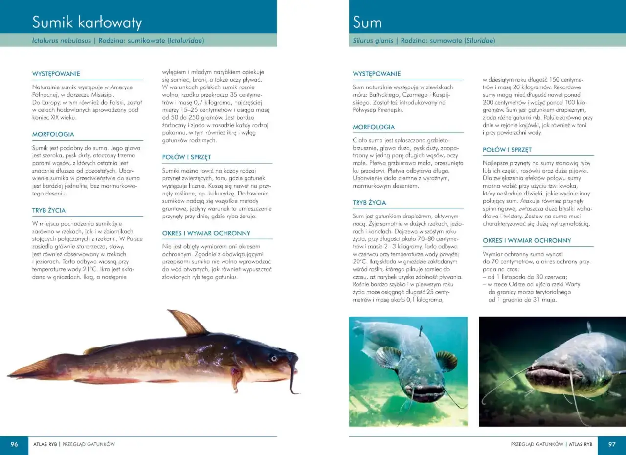 Jakie ryby są w Bałtyku? Przewodnik po gatunkach i ich tajemnicach